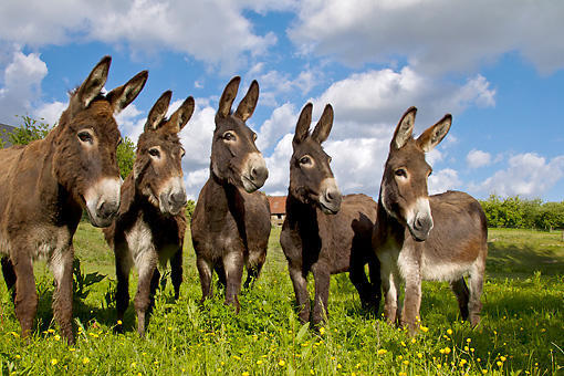 donkeys.JPG